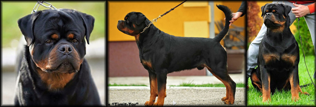 Ch. Rex Timit-Tor